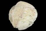 Fossil Dinosaur Ungual (Claw) Bone - Montana #184000-1